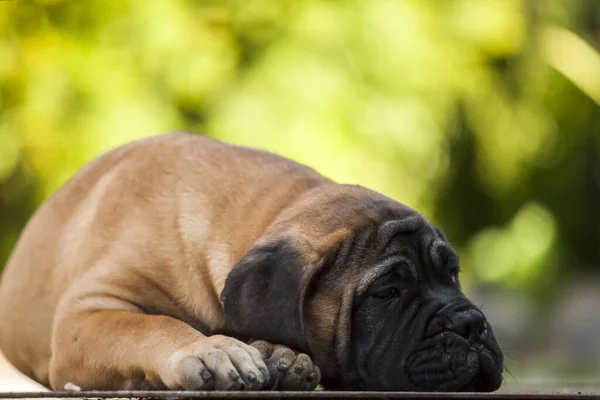 Cute Cane Corso Pies Świeżym Powietrzu — Zdjęcie stockowe