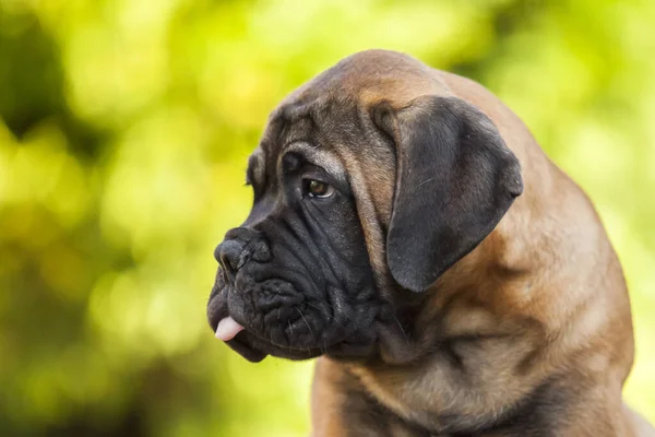 Cute Cane Corso Pies Świeżym Powietrzu — Zdjęcie stockowe