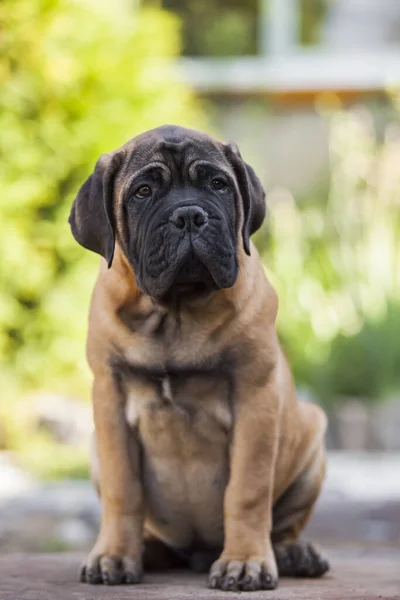 Cute Cane Corso Pies Świeżym Powietrzu — Zdjęcie stockowe