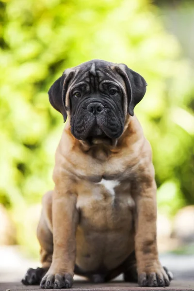 Leuke Cane Corso Hond Buiten — Stockfoto