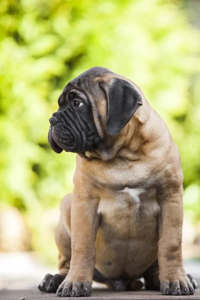 Bonito Cana Corso Cão Livre — Fotografia de Stock