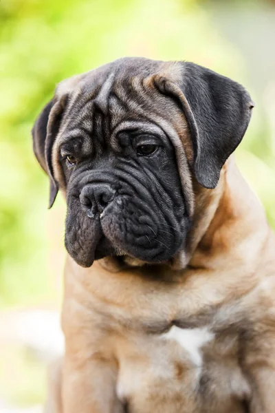 Cute Cane Corso Pies Świeżym Powietrzu — Zdjęcie stockowe