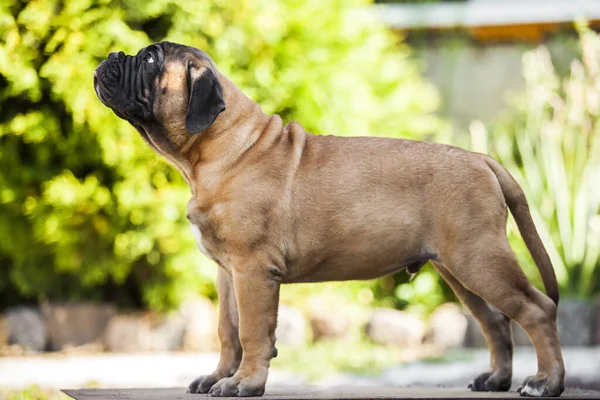 Cute Cane Corso Pies Świeżym Powietrzu — Zdjęcie stockowe