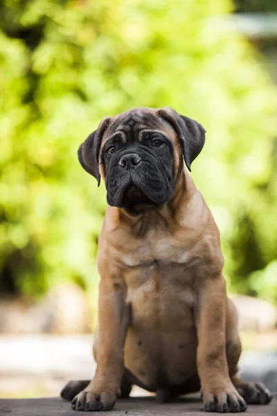 Şirin Cane Corso Köpeği — Stok fotoğraf