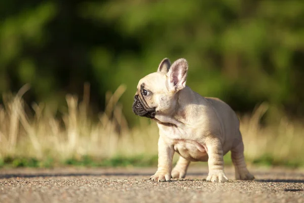 Bonito Francês Bulldog Cão Livre — Fotografia de Stock