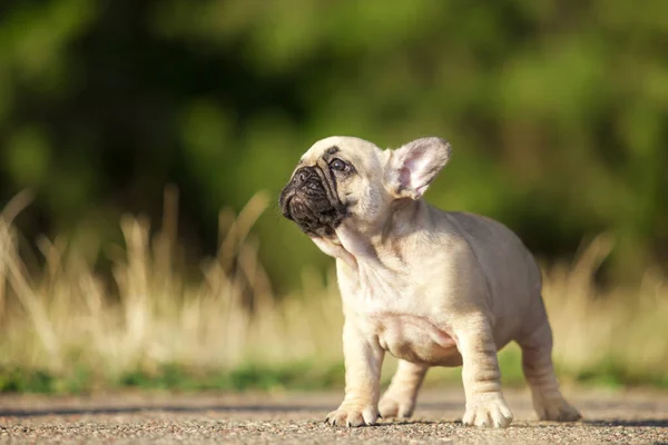 Bonito Francês Bulldog Cão Livre — Fotografia de Stock