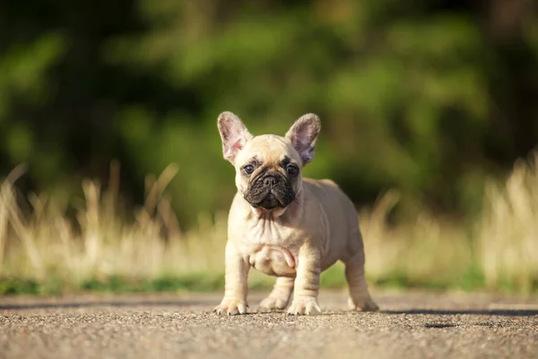 Niedliche Französische Bulldogge Freien — Stockfoto