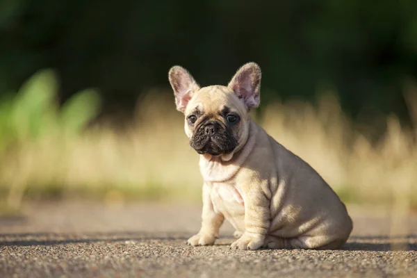 Lindo Bulldog Francés Aire Libre — Foto de Stock