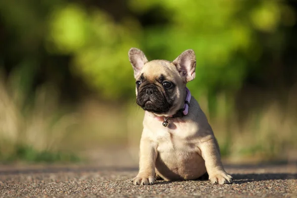 Aranyos Francia Bulldog Szabadban — Stock Fotó
