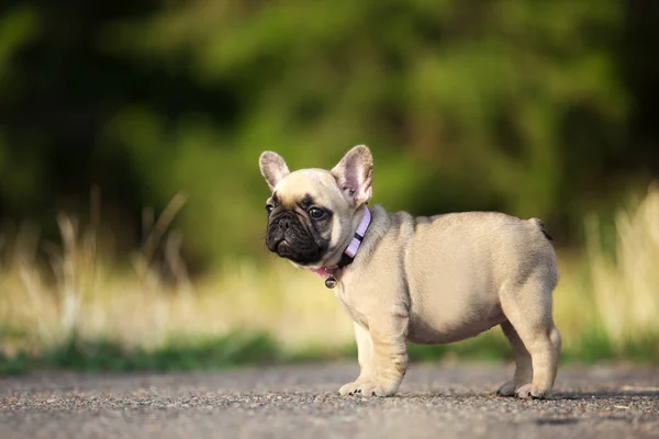 Carino Cane Bulldog Francese All Aperto — Foto Stock