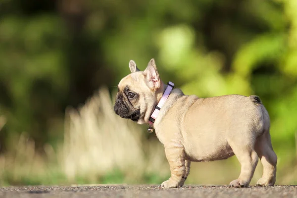 Bonito Francês Bulldog Cão Livre — Fotografia de Stock