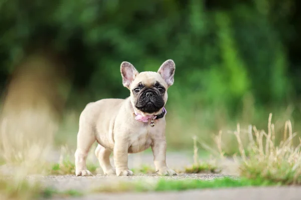 Lindo Bulldog Francés Aire Libre — Foto de Stock