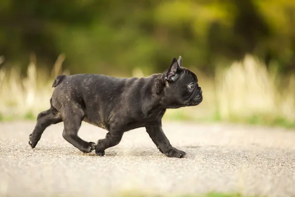 Leuke Franse Bulldog Outdoor — Stockfoto