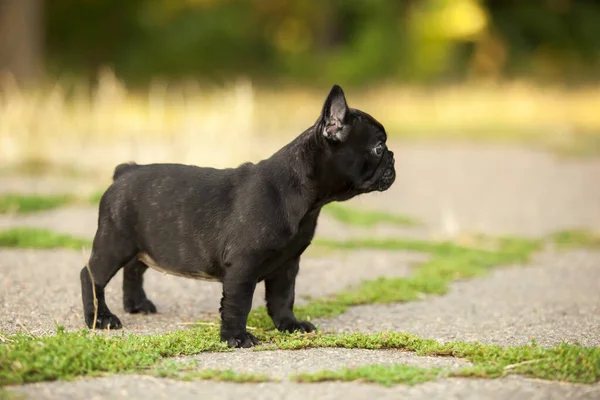 Aranyos Francia Bulldog Szabadban — Stock Fotó