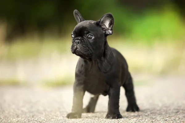 Aranyos Francia Bulldog Szabadban — Stock Fotó