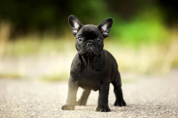 Lindo Bulldog Francés Aire Libre — Foto de Stock