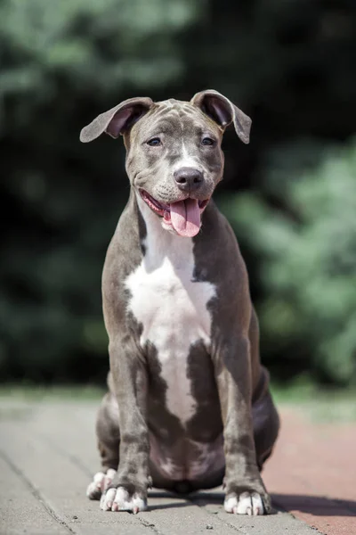 American Staffordshire Terrier Cane All Aperto — Foto Stock