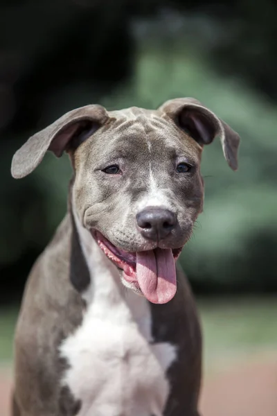 American Staffordshire Terrier Perro Aire Libre —  Fotos de Stock