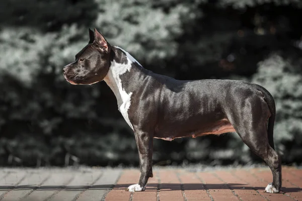 Amerykański Staffordshire Terrier Pies Zewnątrz — Zdjęcie stockowe