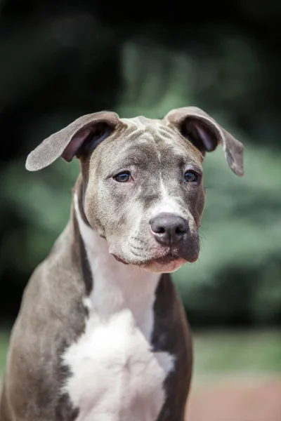 American Staffordshire Teriyer Köpeği — Stok fotoğraf