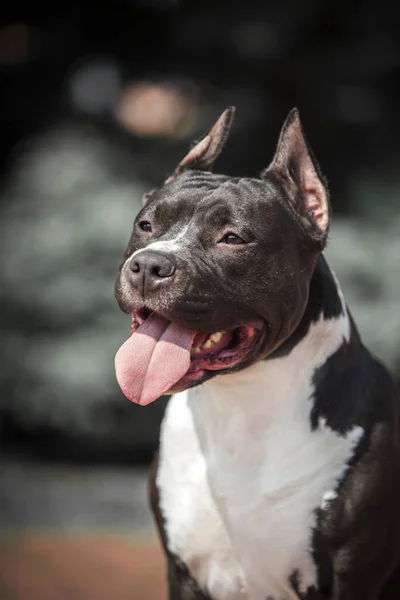 American Staffordshire Terrier Dog Outdoors — Stock Photo, Image