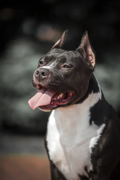 Amerykański Staffordshire Terrier Pies Zewnątrz — Zdjęcie stockowe