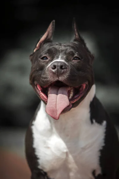 American Staffordshire Terrier Dog Outdoors — Stock Photo, Image