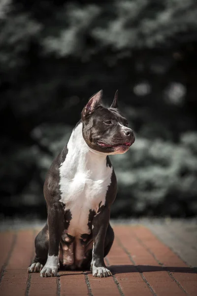 American Staffordshire Terrier Hund Utomhus — Stockfoto