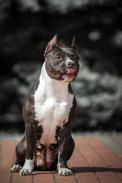 American Staffordshire Teriyer Köpeği — Stok fotoğraf