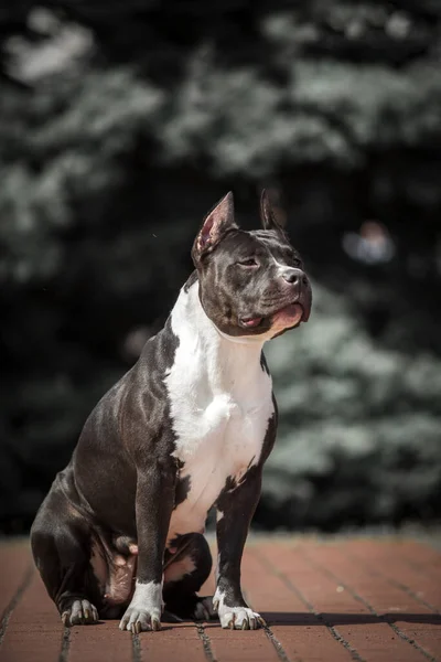 Американський Стафордширський Собака Відкритому Повітрі — стокове фото