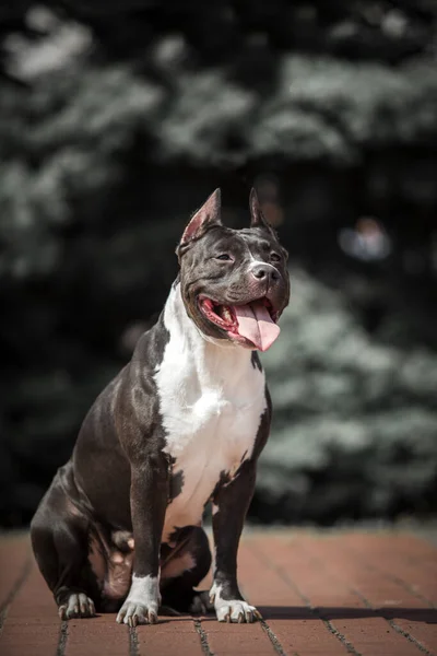 Американський Стафордширський Собака Відкритому Повітрі — стокове фото