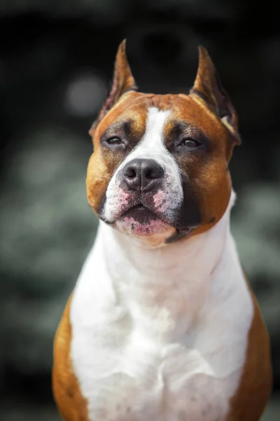 Amerykański Staffordshire Terrier Pies Zewnątrz — Zdjęcie stockowe