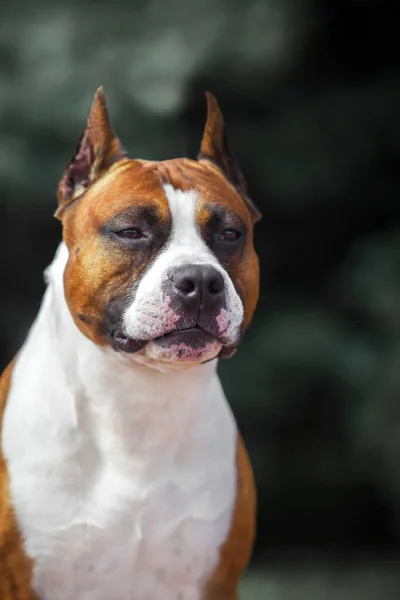 American Staffordshire Terrier Perro Aire Libre — Foto de Stock