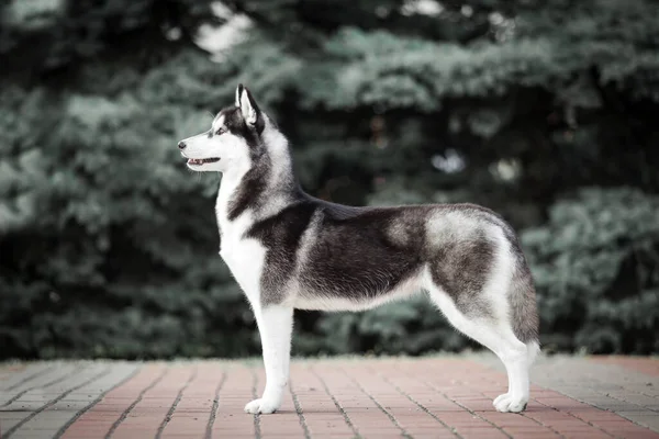 愛らしいシベリアのハスキー犬屋外 — ストック写真