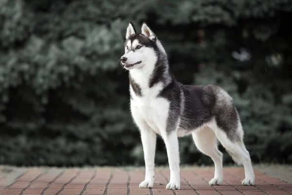 Uroczy Syberyjski Husky Pies Zewnątrz — Zdjęcie stockowe