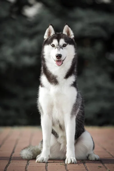 Uroczy Syberyjski Husky Pies Zewnątrz — Zdjęcie stockowe