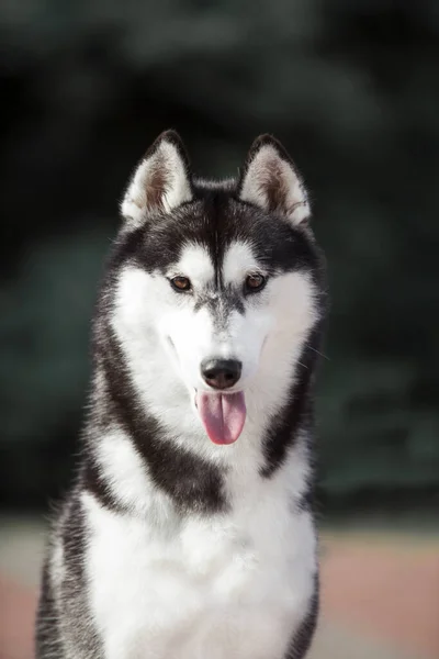 Adorável Cão Husky Siberiano Livre — Fotografia de Stock