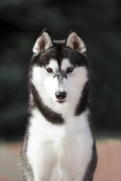 Adorável Cão Husky Siberiano Livre — Fotografia de Stock