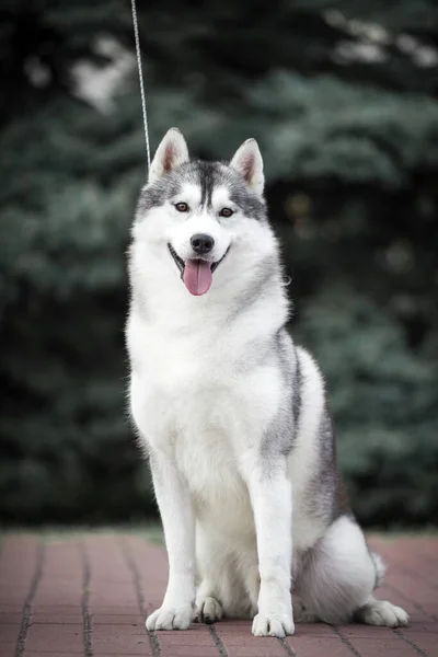 Adorable Chien Husky Sibérien Extérieur — Photo