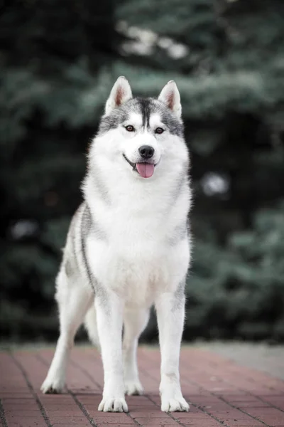 Imádnivaló Szibériai Husky Kutya Szabadban — Stock Fotó