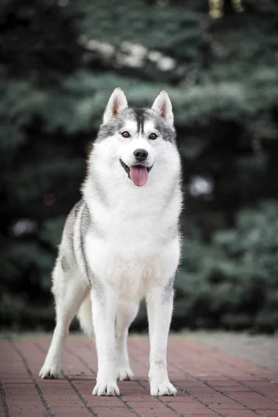 Αξιολάτρευτο Σκυλί Husky Σιβηρίας Εξωτερικούς Χώρους — Φωτογραφία Αρχείου