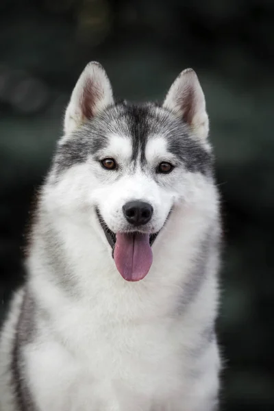 Schattige Siberische Husky Hond Buiten — Stockfoto