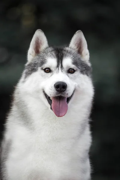 Adorabile Cane Husky Siberiano All Aperto — Foto Stock