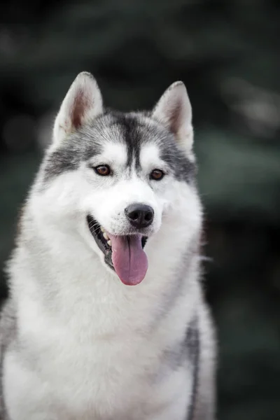 Entzückender Sibirischer Husky Hund Freien — Stockfoto