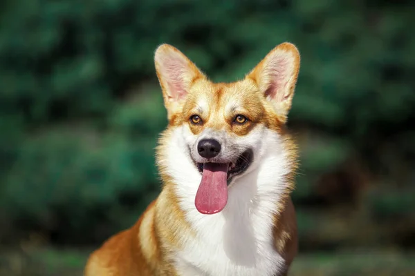 Bedårande Corgi Hund Utomhus — Stockfoto