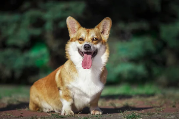 Adorable Chien Corgi Extérieur — Photo