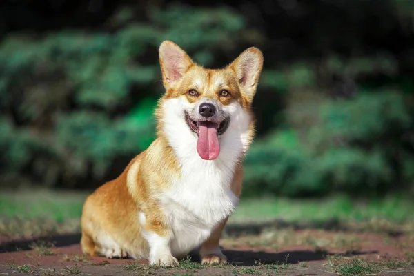 Adorable Chien Corgi Extérieur — Photo