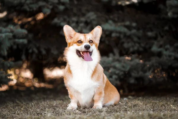 Αξιολάτρευτο Σκυλί Corgi Έξω — Φωτογραφία Αρχείου