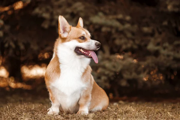 Bedårande Corgi Hund Utomhus — Stockfoto