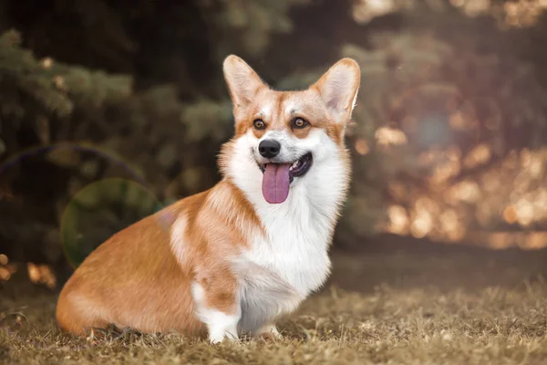 Bedårande Corgi Hund Utomhus — Stockfoto